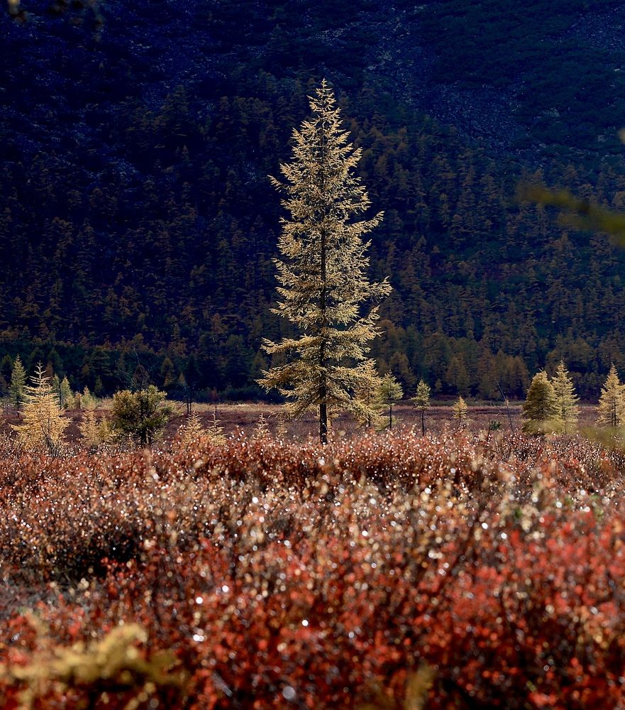 Фотография автора Леонид Голубков