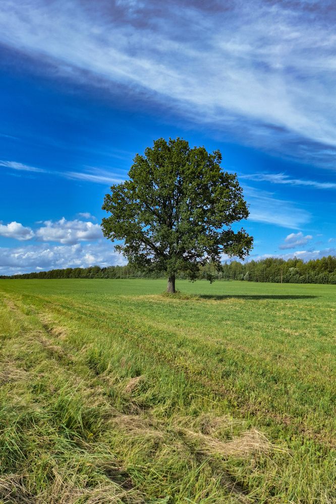Фотография автора Кристина Догодька