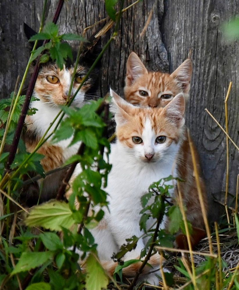 Photograph by Светлана Поляничева