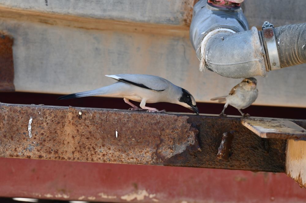 Photograph by Mahnaz Mohsenzadeh Kermani