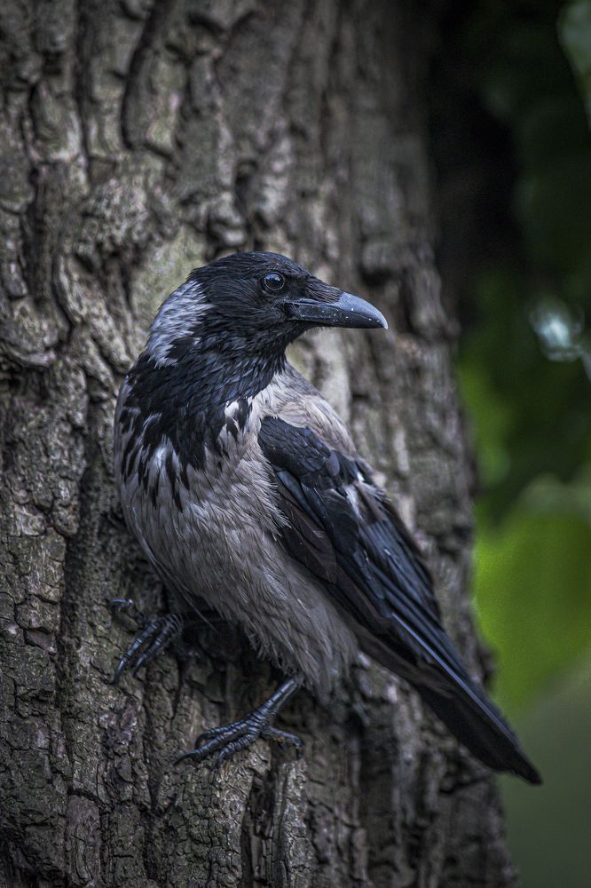 Photograph by Игорь Толкачев