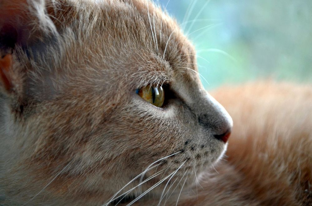 Фотография автора Сергей Ляшко