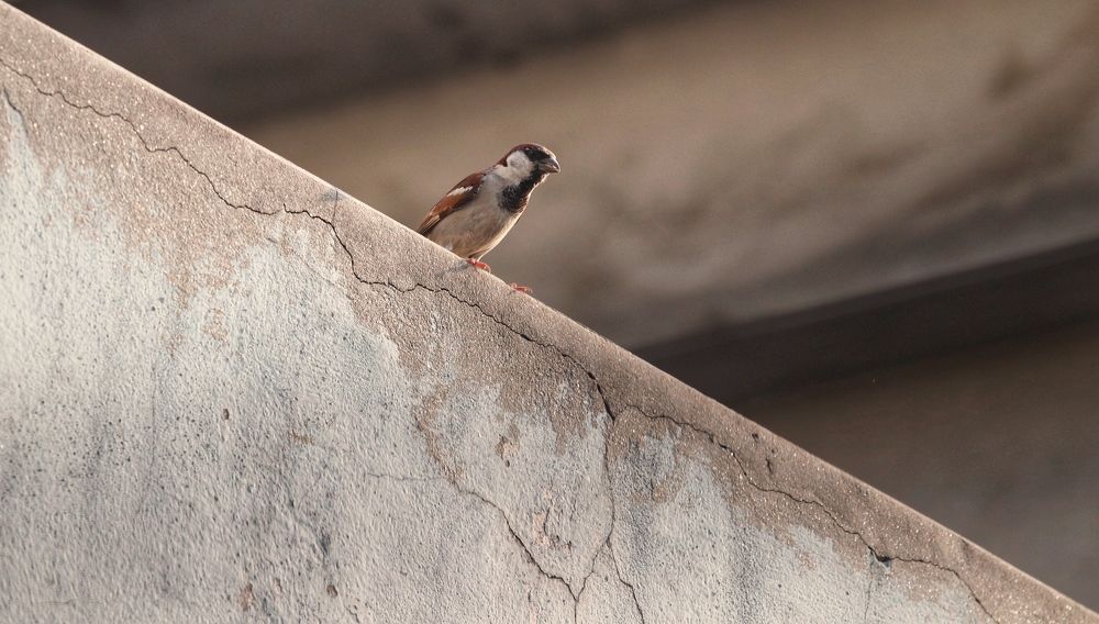 Фотография автора Washiful Majid