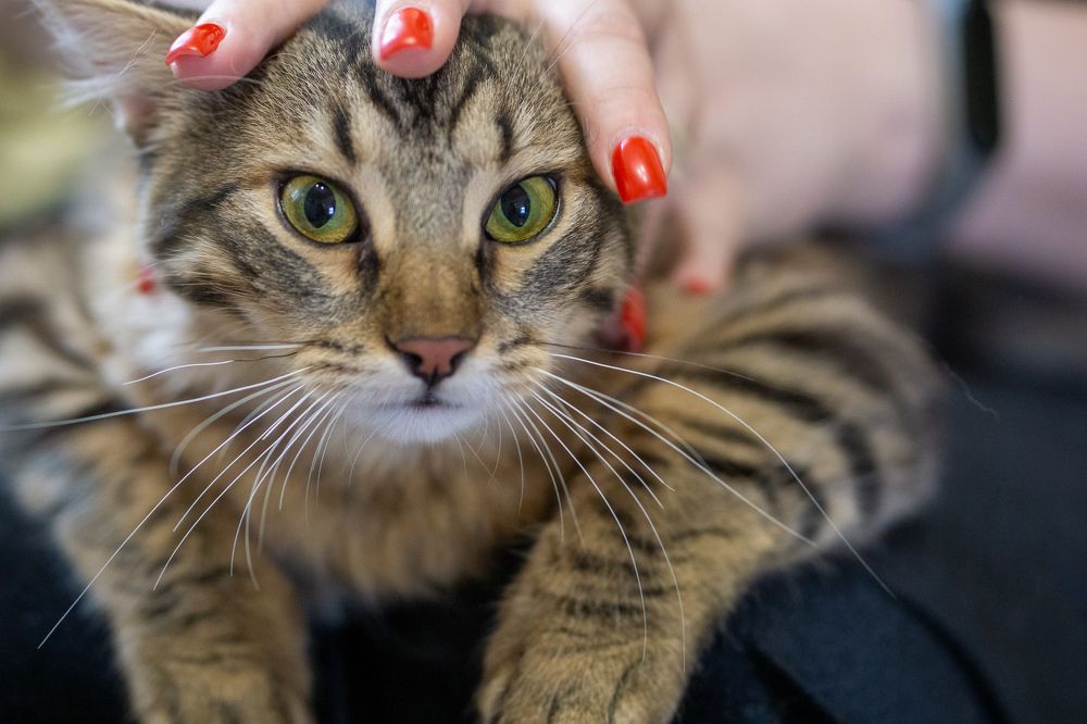 Photograph by Наталья Мэмэлигэ