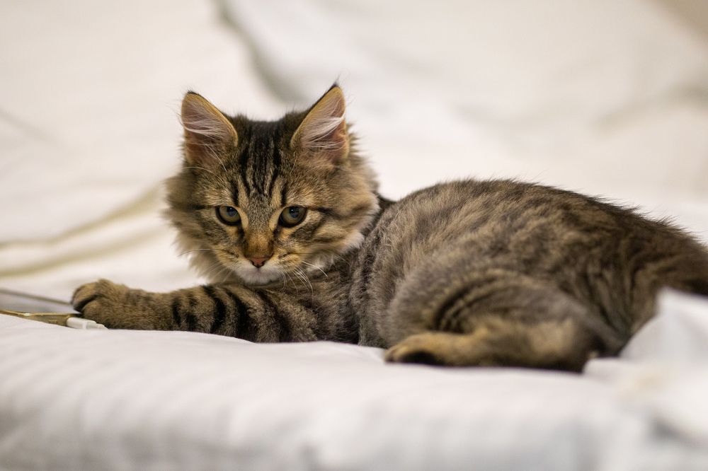 Photograph by Наталья Мэмэлигэ