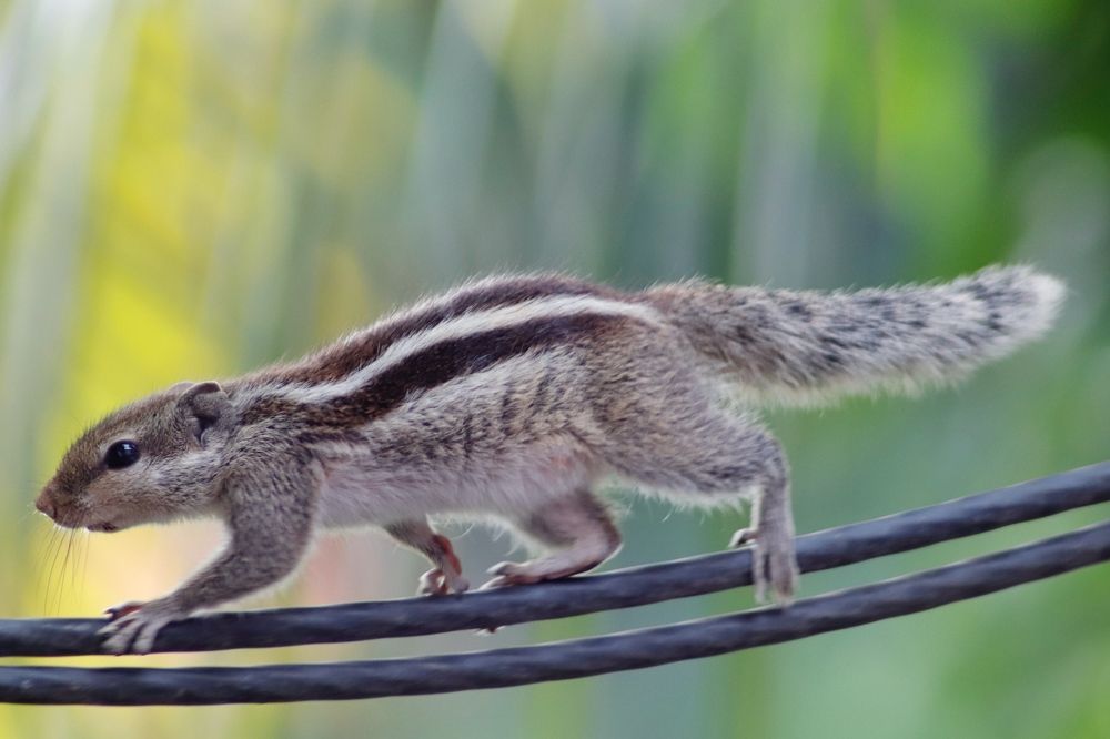 Фотография автора Washiful Majid