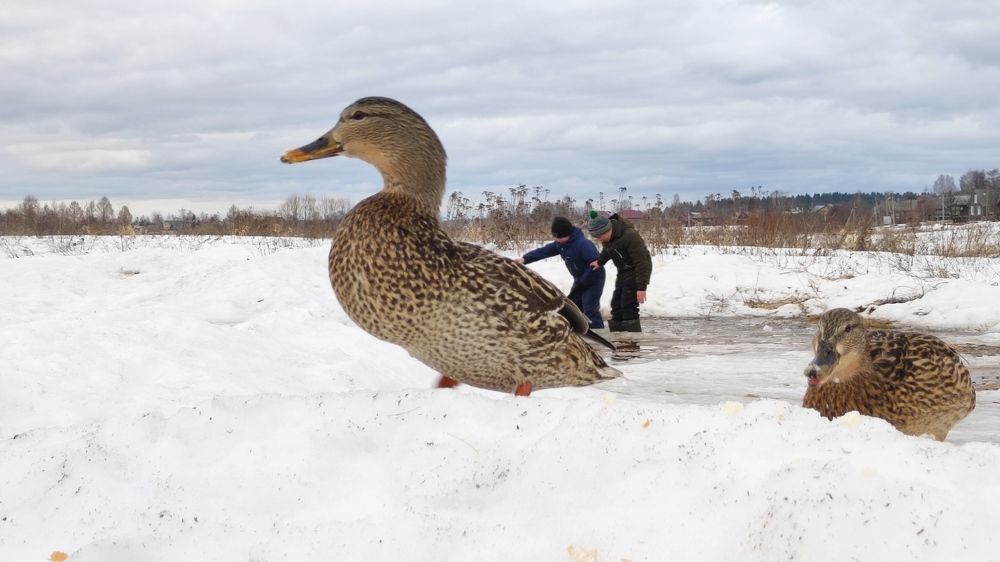 Photograph by Марина Артемьева
