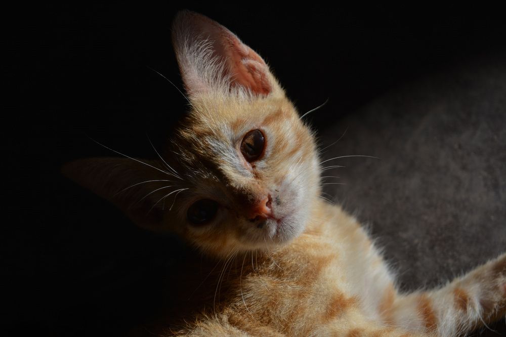 Photograph by Shehan Dondeenu