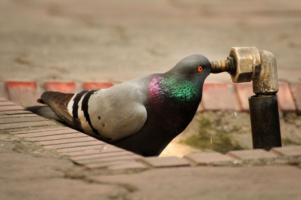 Photograph by hasan sorena jouri