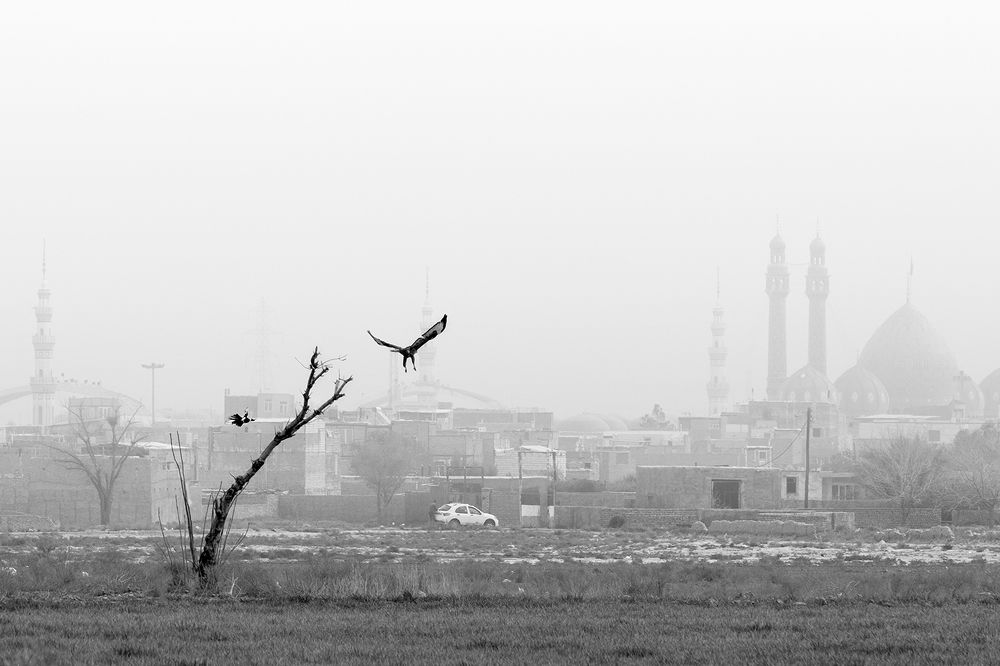 A hawk, a raven, and a single tree