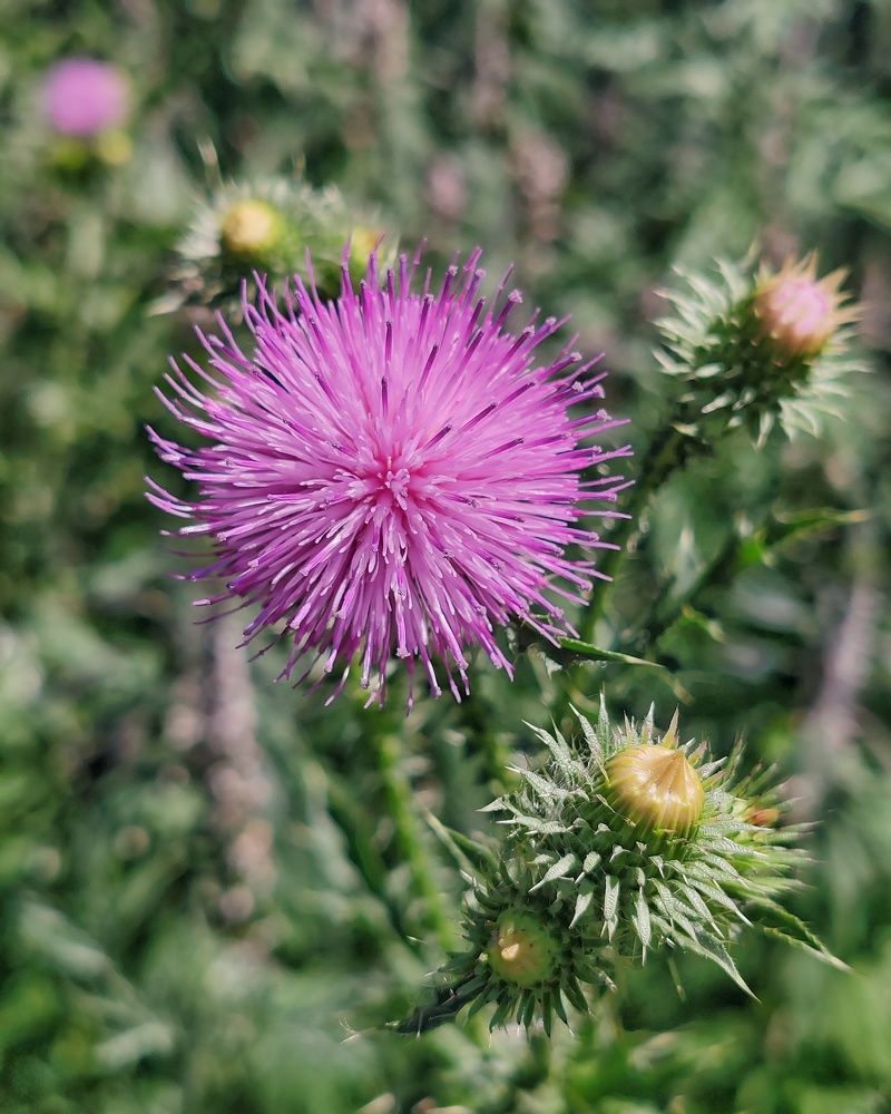 Чертополох