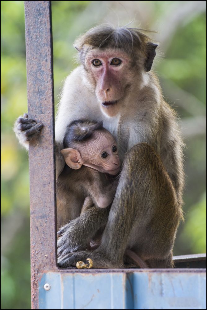 Photograph by Shehan Dondeenu