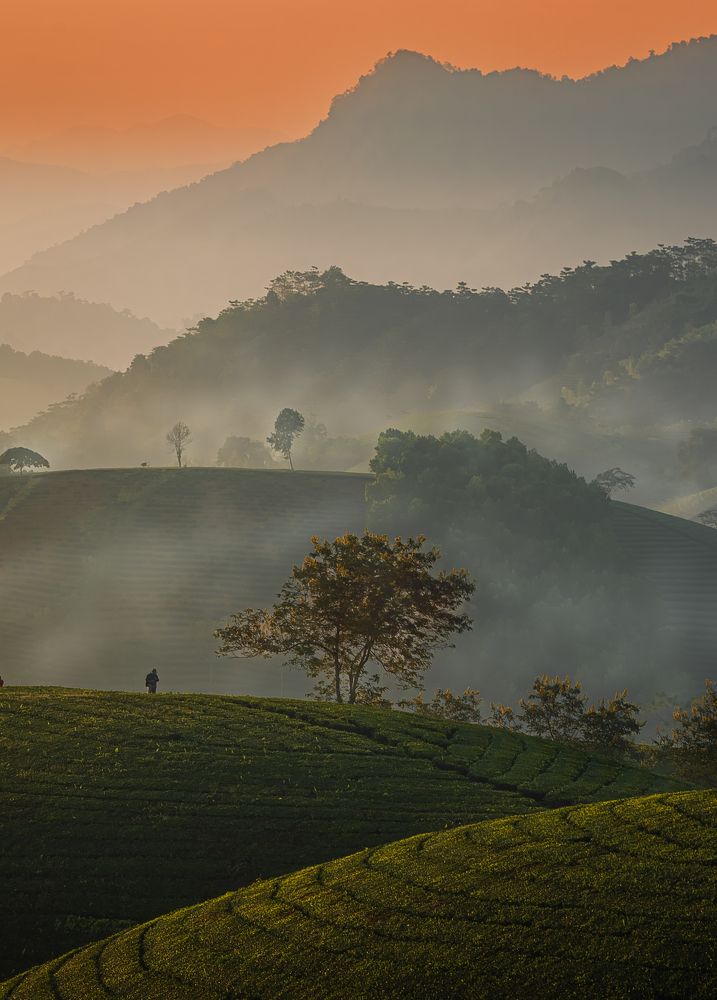 Photograph by Hanh P. T. Pham