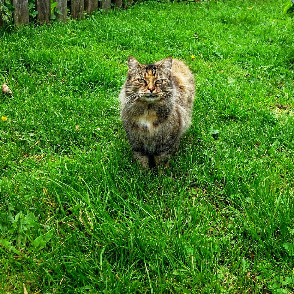 Photograph by IRINA KORNEVA