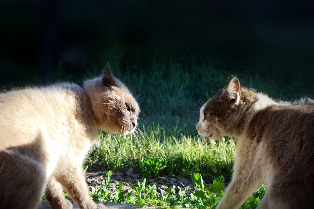 Фотография автора Сергей Ляшко