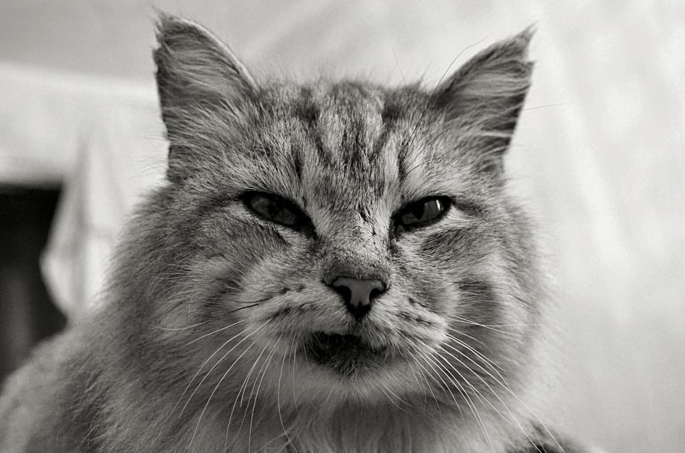 Фотография автора Сергей Ляшко