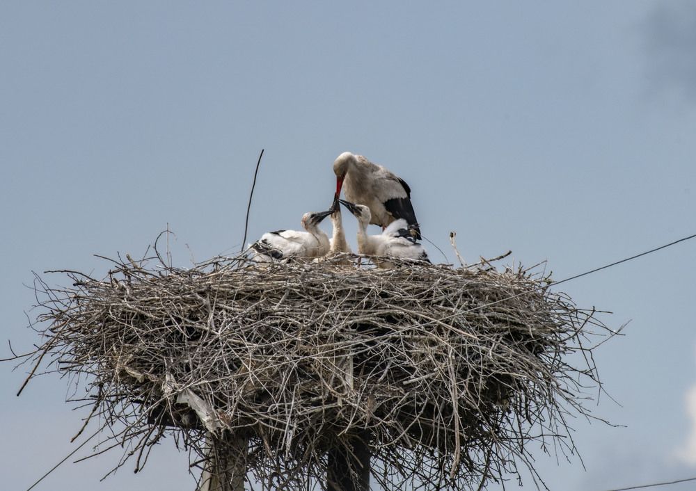 Photograph by Сиваков Алексей