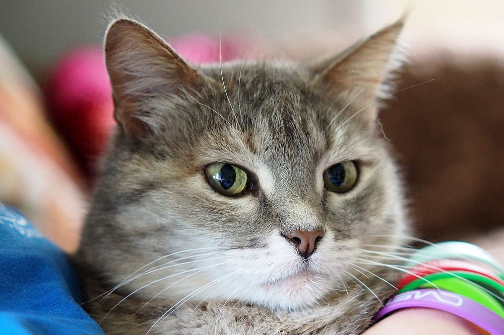 Фотография автора Гоголев Игорь