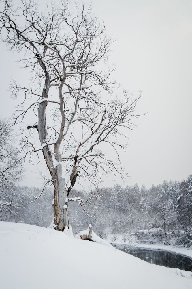 Photograph by Svetlana