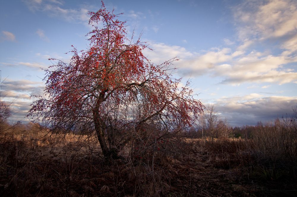 Photograph by Svetlana