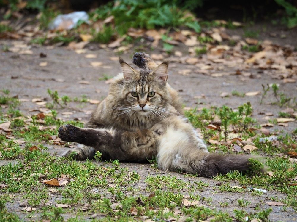 Фотография автора Екатерина Кравцова