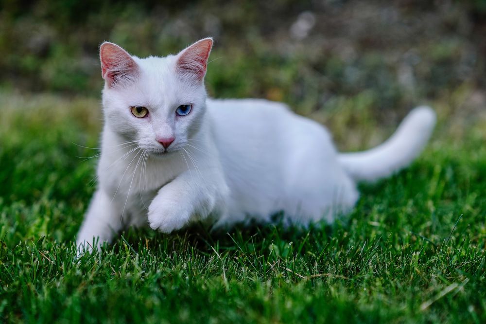 Фотография автора Viktoria Farkas