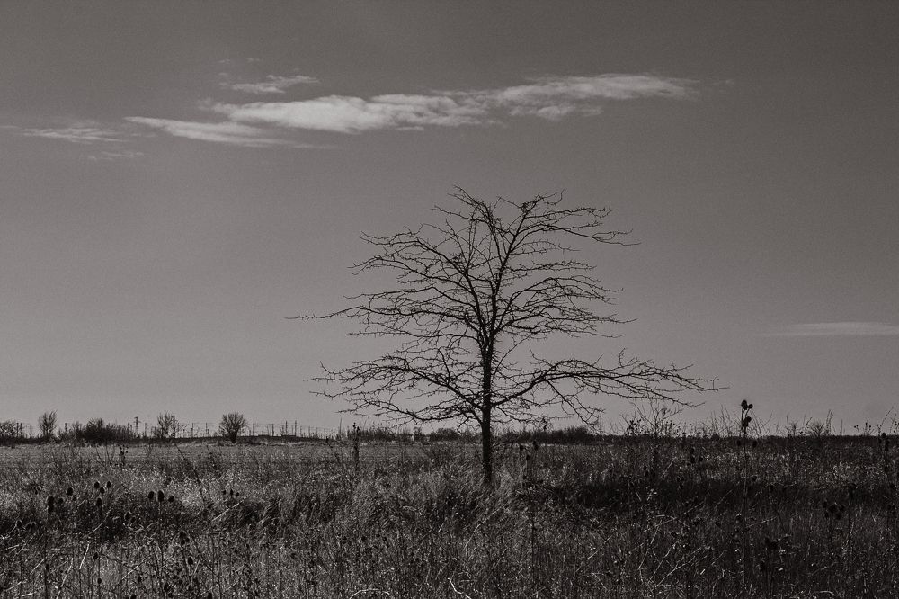 Фотография автора OXANA MARSOVA