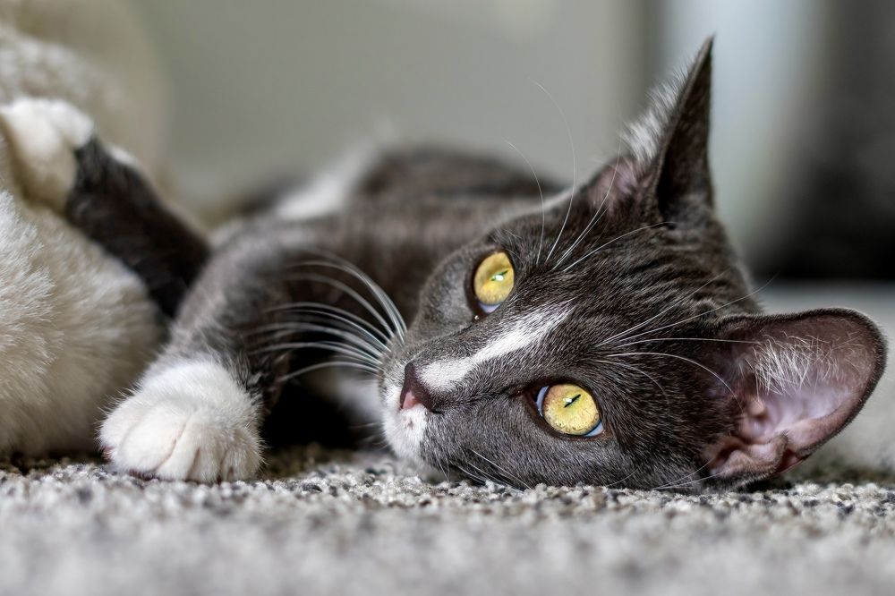 Фотография автора Viktoria Farkas