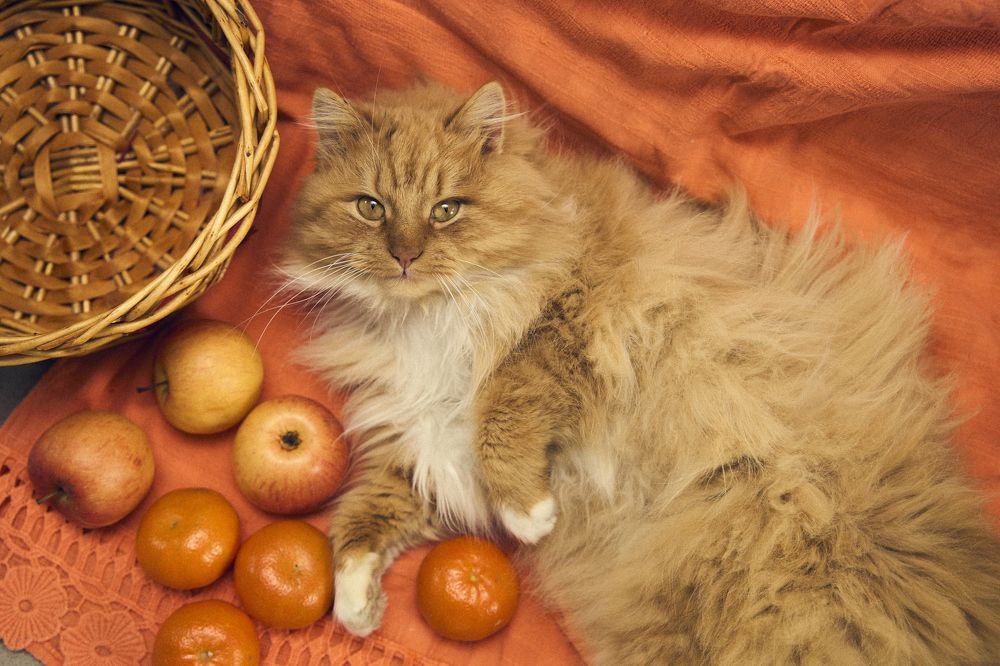 Photograph by Кристина Присакарь