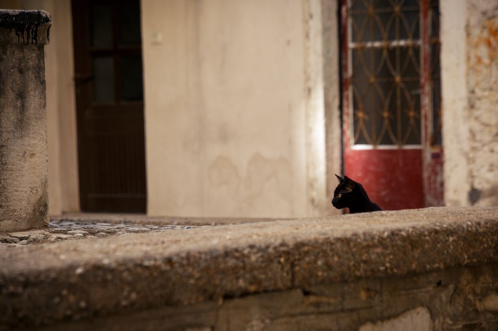 Фотография автора Ирина Болдина