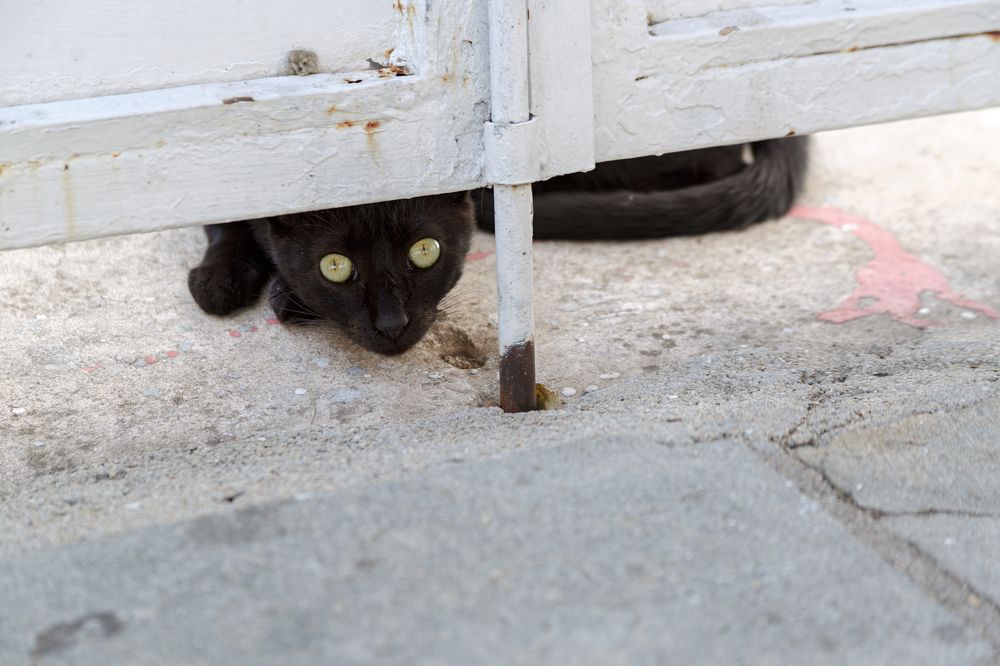 Фотография автора Ирина Болдина