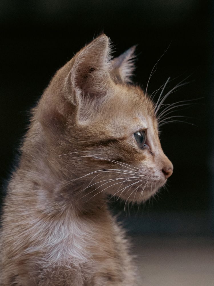 Фотография автора Kushal Lad