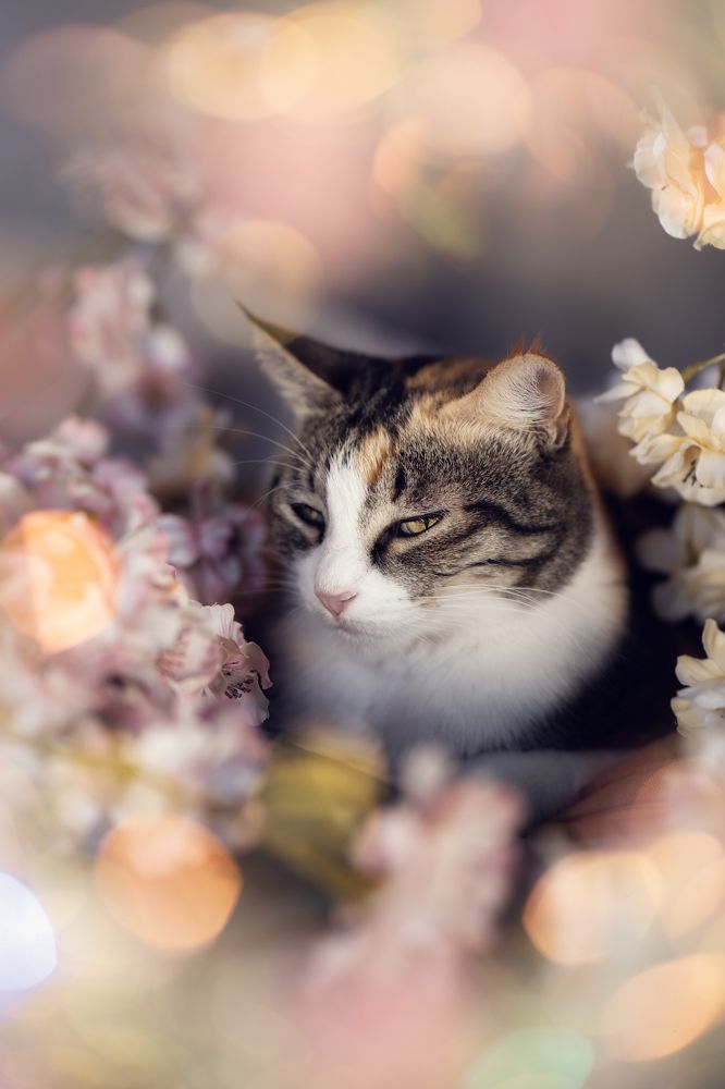 Photograph by Svetlana Pascoal