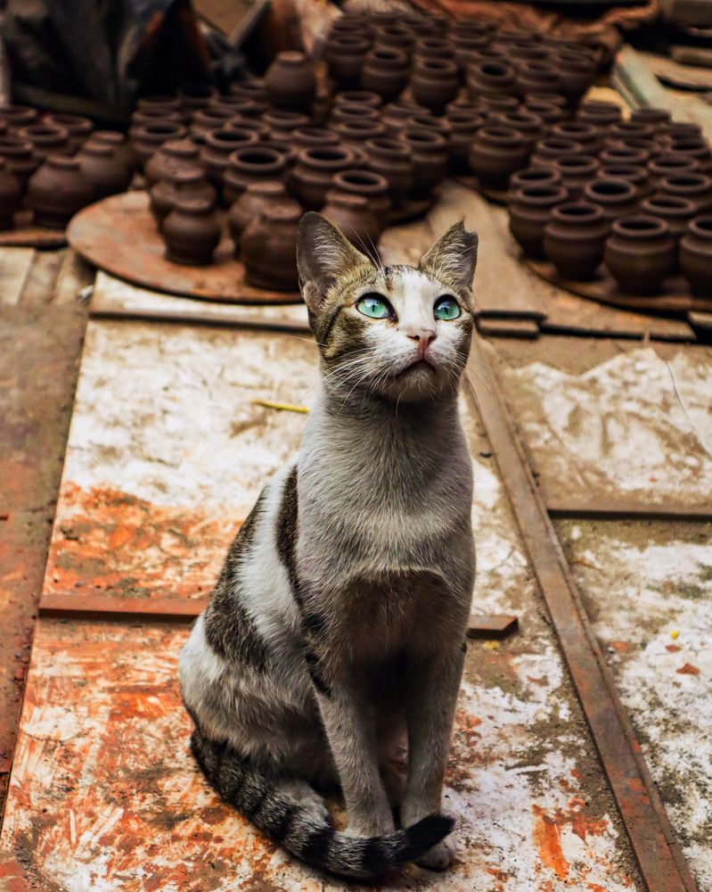 Фотография автора Kushal Lad