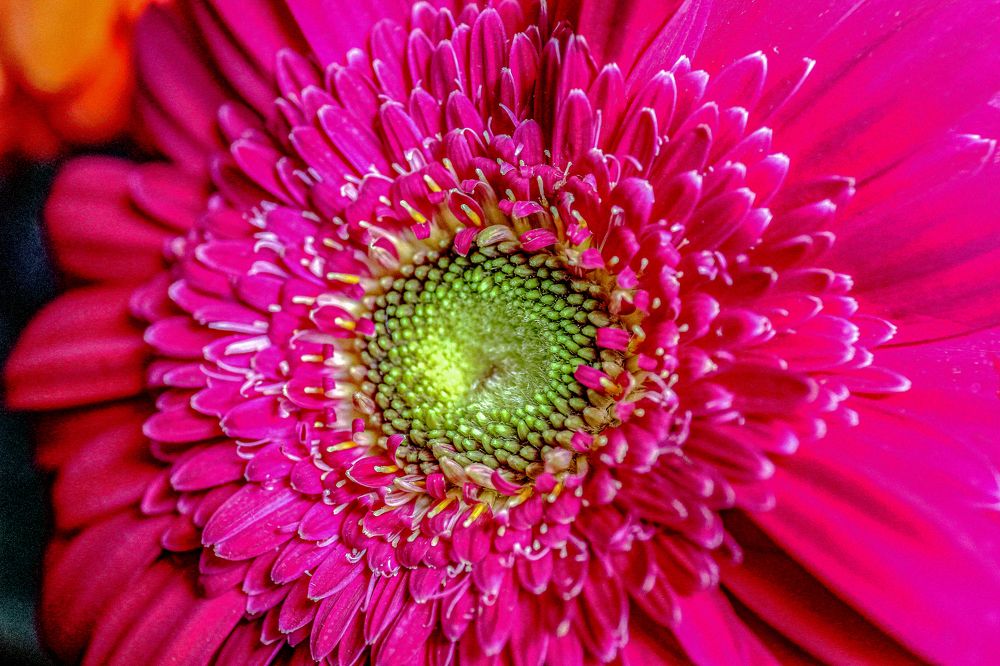 Photograph by JORGE DORANTES