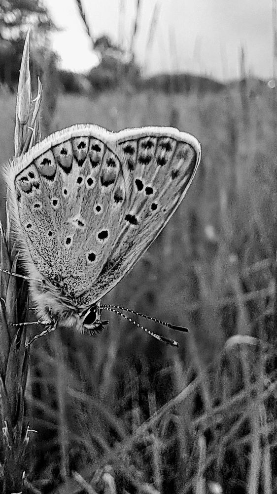 Photo #10788207