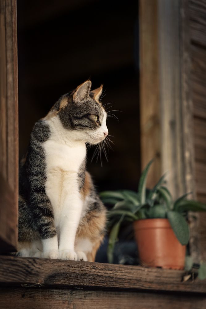 Photograph by Svetlana Pascoal