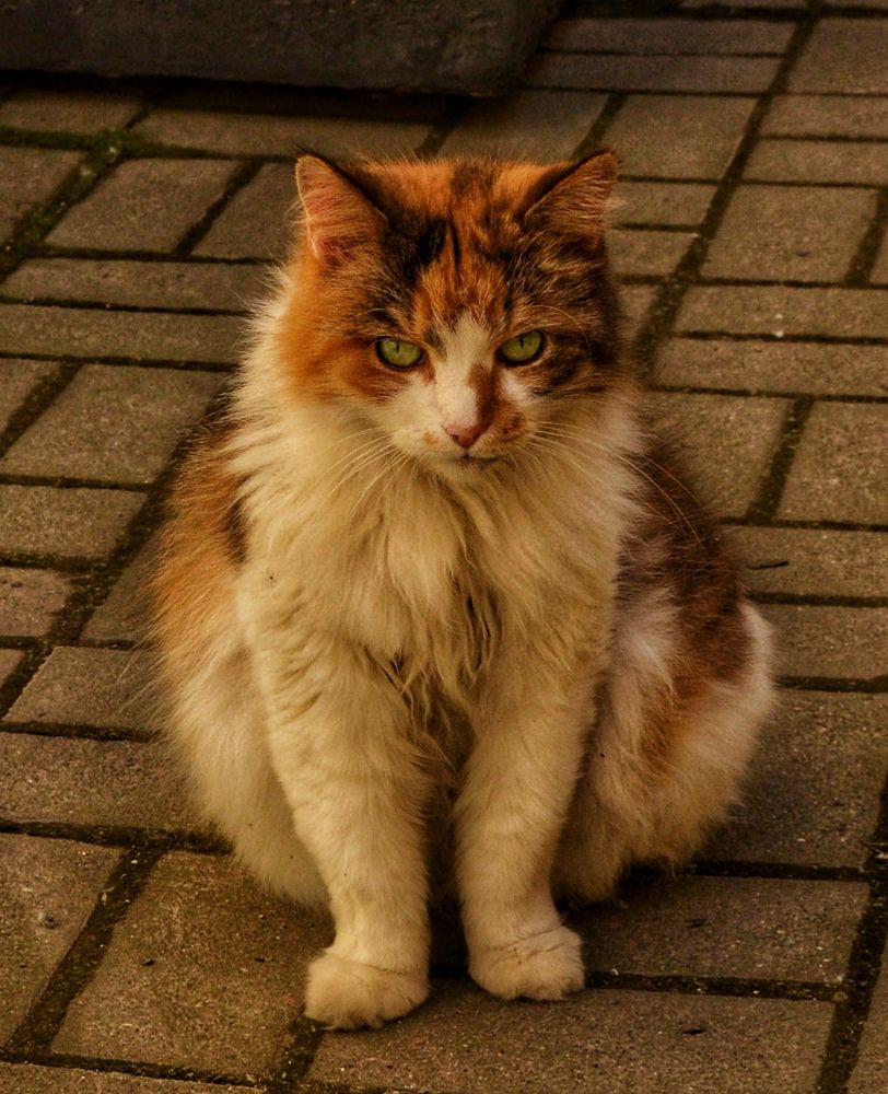 Photograph by Дайана