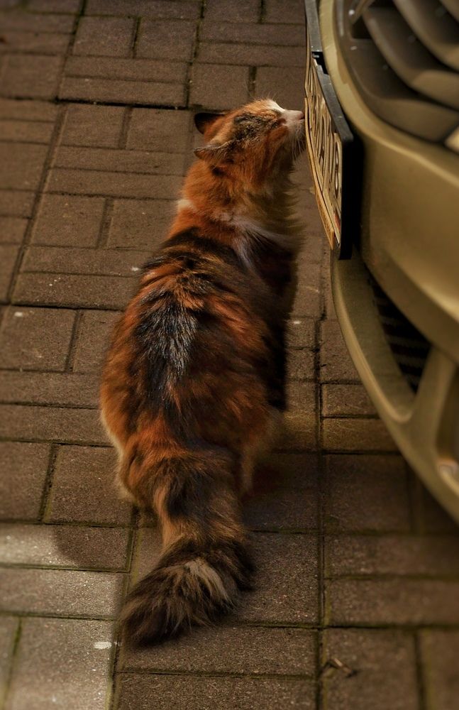 Photograph by Дайана