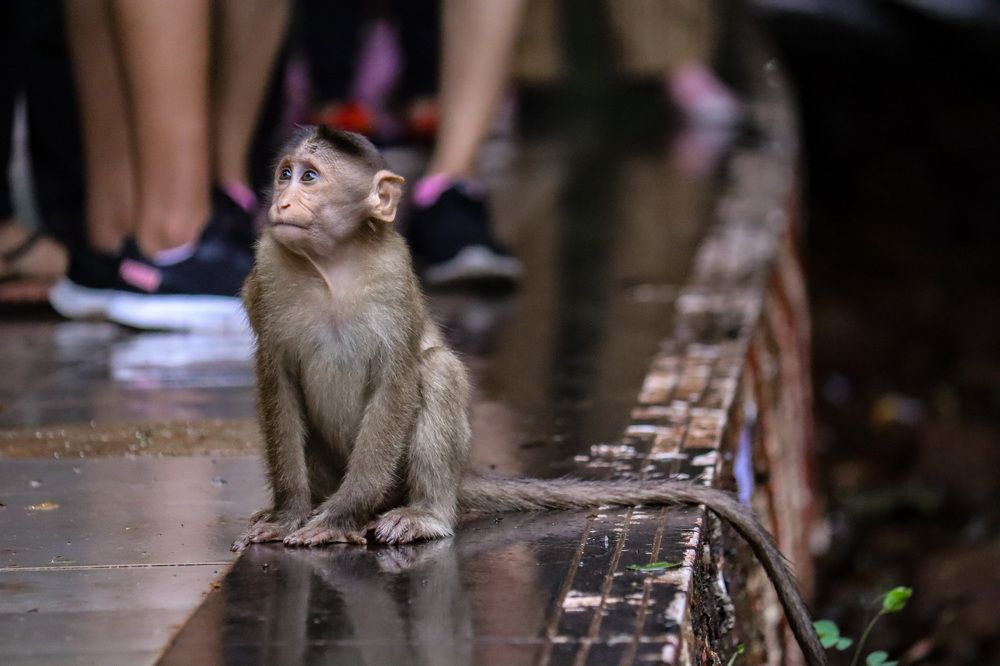 Фотография автора Kushal Lad