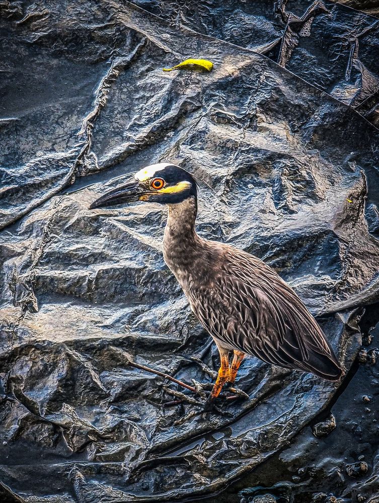 Фотография автора Walfrido Alexandre