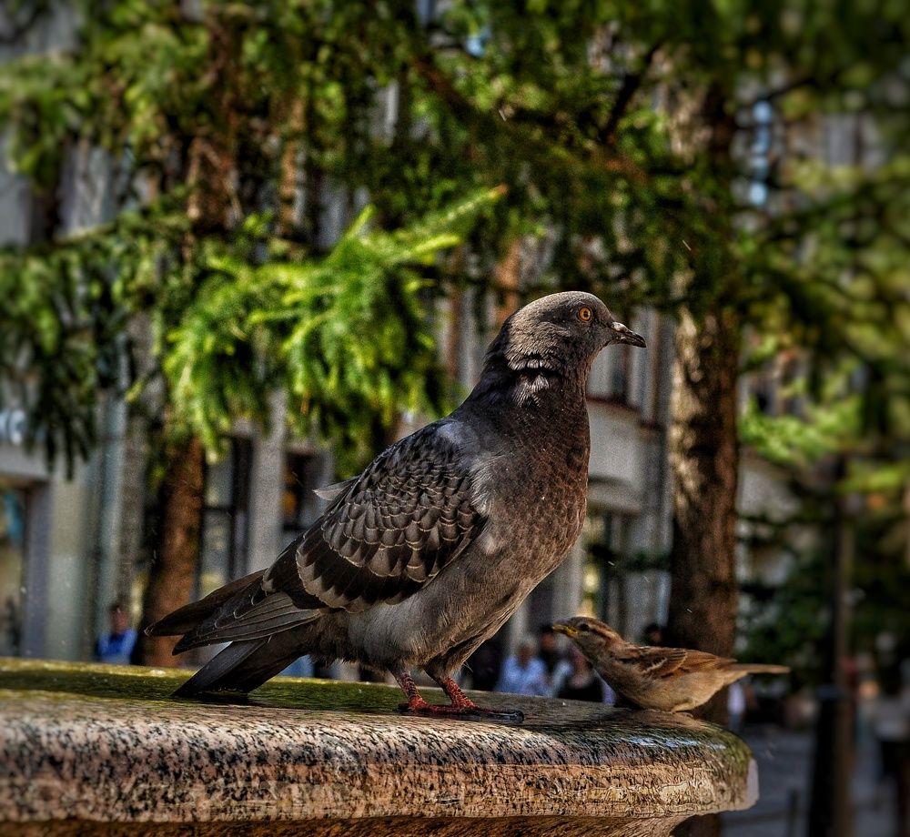 Photograph by Дайана