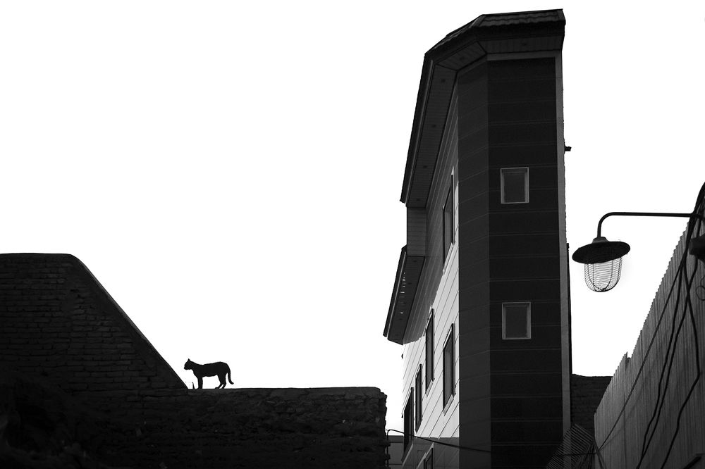 Photograph by Samira sarayani