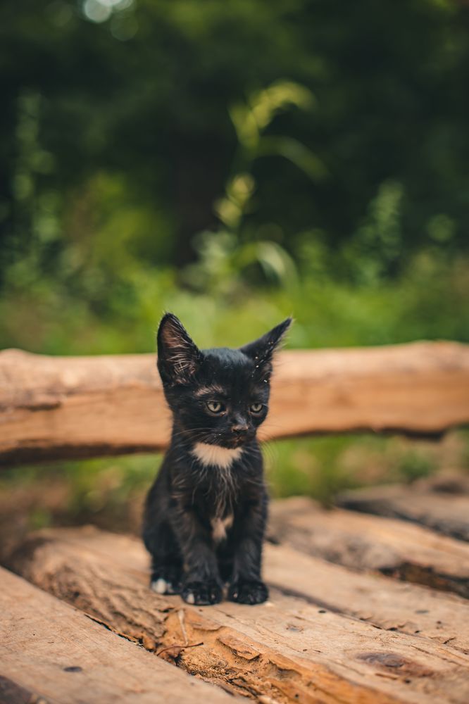 Photograph by Nik Vavilov