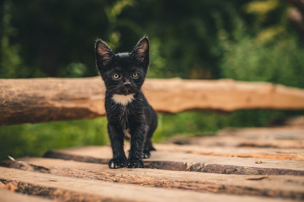 Photograph by Nik Vavilov