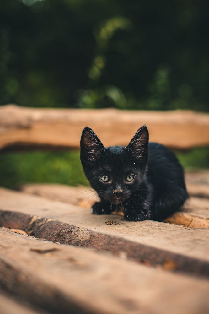 Photograph by Nik Vavilov