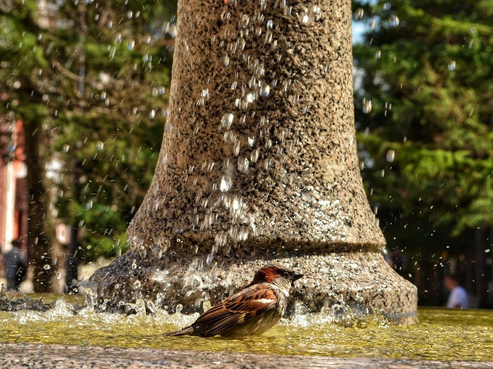 Photograph by Дайана