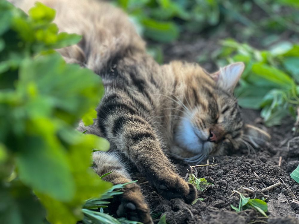 Photograph by Наталья Мэмэлигэ