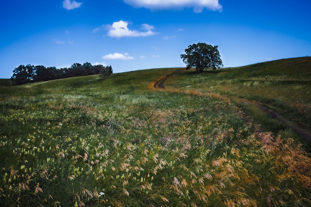 Одинокий дуб