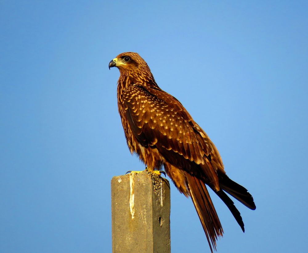 Hawk surveying environs